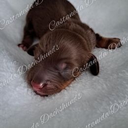 Daisy - Chocolate and tan female Dachshund puppy in Lees Summit, Missouri from Castaneda Dachshunds