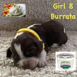 English Springer Spaniel Puppies from Picky’s Puppies