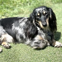 Abby - Dachshund