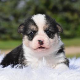 Staten - Black and tan male Pembroke Welsh Corgi puppy in Gober, Texas from Trigger Time Kennels
