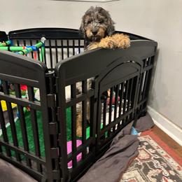 Phantom - Goldendoodle