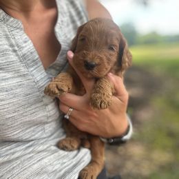 Elias - Red  male Goldendoodle puppy in Shippensburg, Pennsylvania from Diller Doodle Pups
