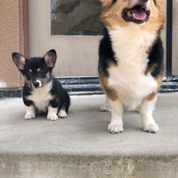 Pembroke Welsh Corgi Puppies from Off Road Ranch Corgis