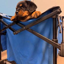 Blue Male - Black and mahogany male Rottweiler puppy in Phoenix, Arizona from Midnight Rottweilers