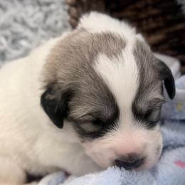 Midas Black collar male - White and badger male Great Pyrenees puppy in Fair Grove, Missouri from Allen Wags & Woolies