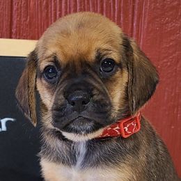 Boxers, Cavalier King Charles Spaniels, and Companion Crosses from Katie's Pups