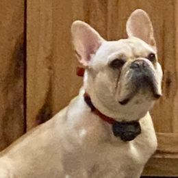 Annie - French Bulldog