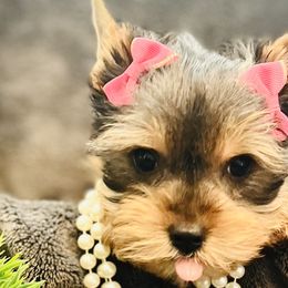 Petite Cherie - Black and tan Yorkshire Terrier puppy in Columbia, South Carolina from Evermore Yorkies