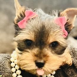 Petite Cherie - Black and tan Yorkshire Terrier puppy in Columbia, South Carolina from Evermore Yorkies