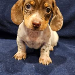 Jack - Piebald male Dachshund puppy in Tower City, Pennsylvania from Stoney Mountain Mini Doxies