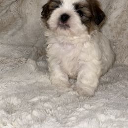Shih Tzu Puppies from Our ShihTzu Family