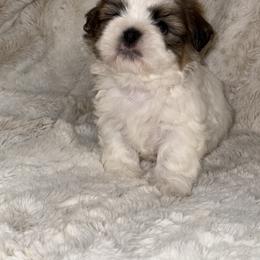 Shih Tzu Puppies from Our ShihTzu Family