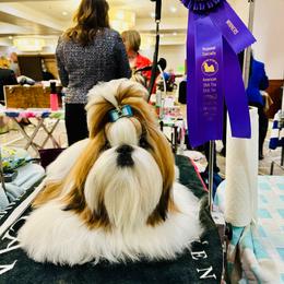 Spirit - Shih Tzu