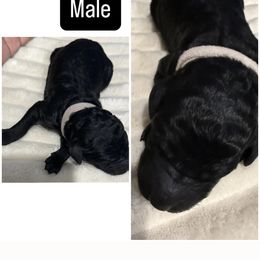 White Collar - Black male Poodle puppy in League City, Texas from Chauffeured Poodles