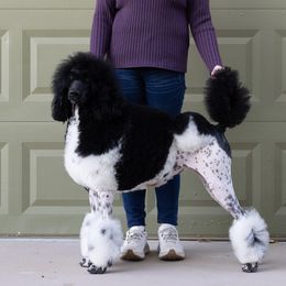 Suri - Poodle