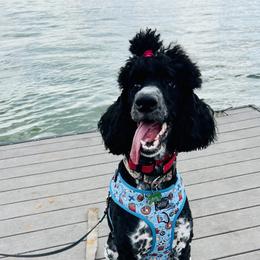 Aussiedoodles and Poodles from Sassy Poodle’s & Doodle’s