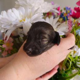 Godiva- CKC - Sable female Dachshund puppy in Loganville, Georgia from Royal Dackel Haus