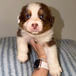 Enchilada - Red tri-color male Australian Shepherd puppy in Anniston, Alabama from All Hale Aussies