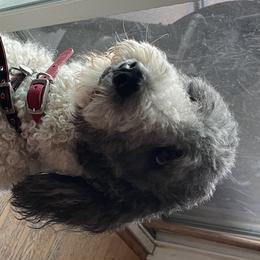 Aussiedoodles, Australian Shepherds, and Poodles from Love my doodles/ Aussiedoodle love