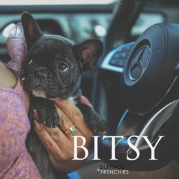 Bitsy - Brindle female French Bulldog puppy in San Antonio, Texas from Silkhaus+Frenchies LLC