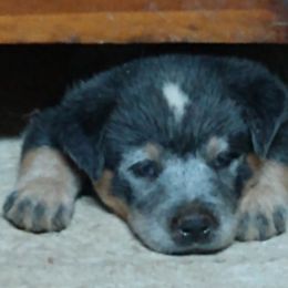 Australian Cattle Dog Puppies from Cindy McKinney's Australian Cattle Dogs