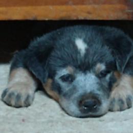 Australian Cattle Dog Puppies from Cindy McKinney's Australian Cattle Dogs