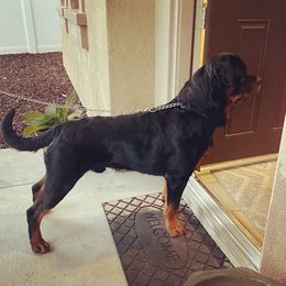 Deebo - Rottweiler