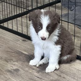 Flash - Red Border Collie puppy in Guffey, Colorado from Sunset Ridge