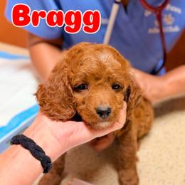 Cavapoo Puppies from Patriot Pups Cavapoos