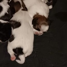 Shih Tzus from 1st Choyce Puppies