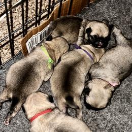 Green - Fawn male Pug puppy in Baylis, Illinois from Cameo's Pugs