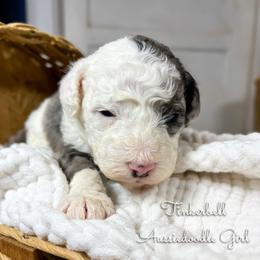 Tinker Bell - Blue merle female Aussiedoodle puppy in Grove, Oklahoma from Guinn Family Farms