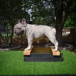 El Chuco  - French Bulldog