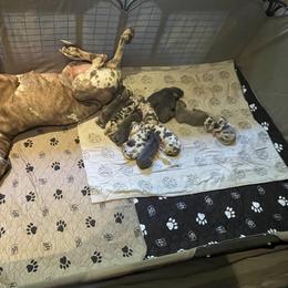 Great Dane Puppies from Starlight Danes