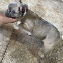 French Bulldog Puppies from Frnchi Faerie