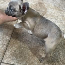 French Bulldog Puppies from Frnchi Faerie