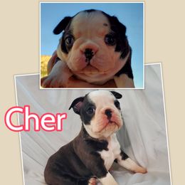 Boston Terrier and French Bulldog Puppies from Tiffany Pohl's Boston Terriers & French Bulldogs