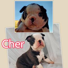 Boston Terrier and French Bulldog Puppies from Tiffany Pohl's Boston Terriers & French Bulldogs