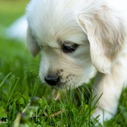 Golden Retriever Puppies from Brooklin Canine