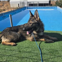 Hawk - Sable male German Shepherd puppy in Pleasant Grove, California from z Hodinek