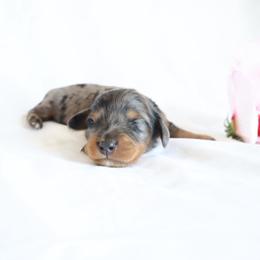 Duke - Dapple male Dachshund puppy in Fredericksburg, Ohio from William's Dachshunds