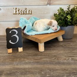 Goldendoodle and Poodle Puppies from Krispydoodle