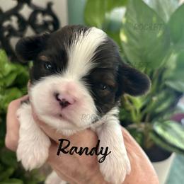 Randy - Black gold and white male Cavatzu puppy in Oklahoma from Rocky Oak Cavaliers & Biewer Terriers LLC