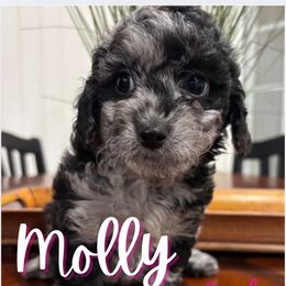 Molly - Merle Cavapoo puppy in Martin, Tennessee from Min’s Cava-Cuties