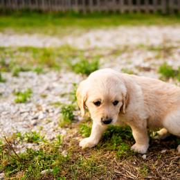 Golden Retriever Puppies from Picklebee Acres