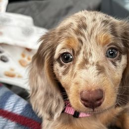 Dachshunds from Montcorn Doxies