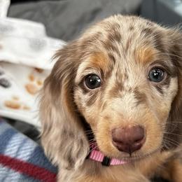Dachshunds from Montcorn Doxies