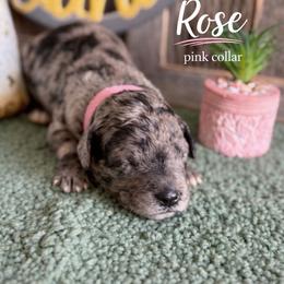 Rose-pink collar - Merle female Saint Berdoodle puppy in Paw Paw, Michigan from ProAct Canines