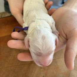 Tuesday - Buff and white female Cockapoo puppy in Adrian, Oregon from ApplebyFarm