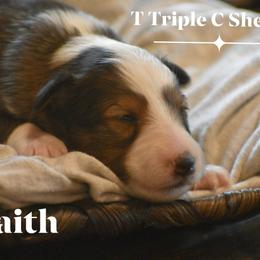 Faith- pink collar - Sable and white female Shetland Sheepdog puppy in Gladbrook, Iowa from T Triple C Shelties